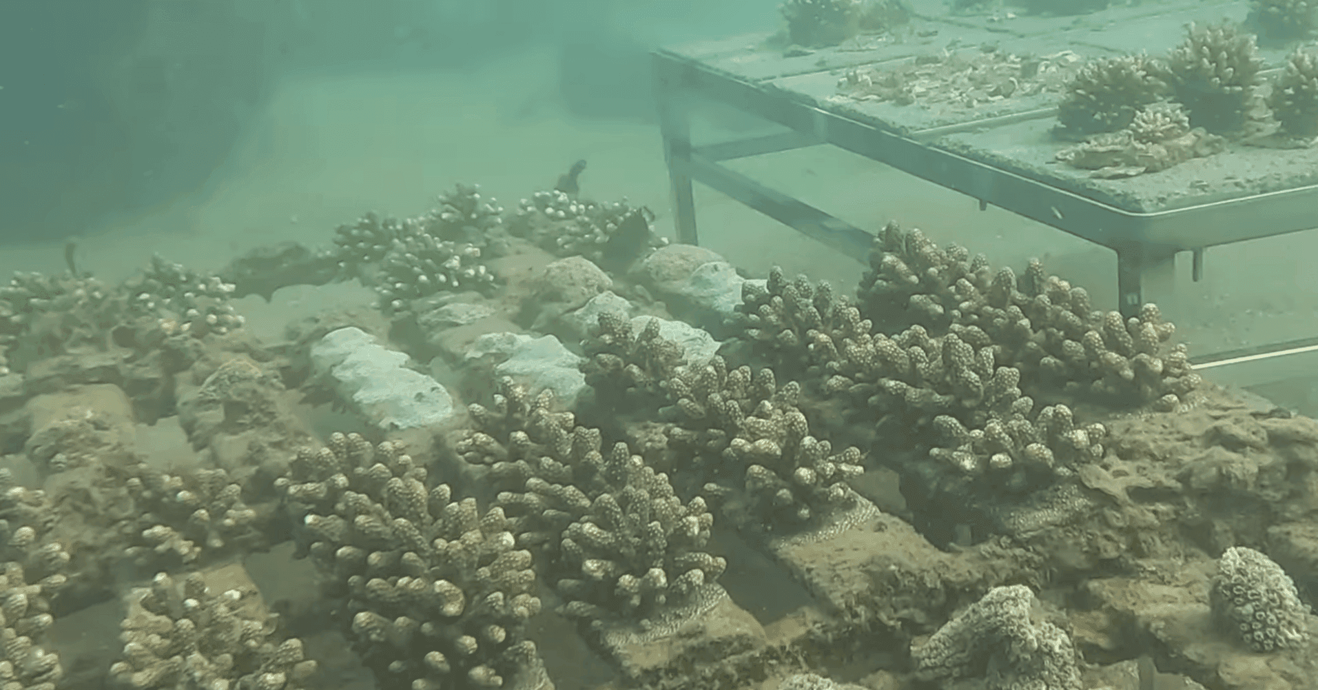 Expanding the coral nursery with Sasa Team
